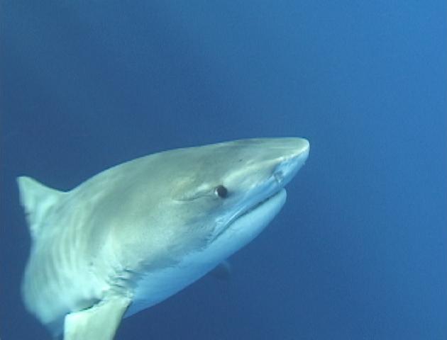Tiger shark photo