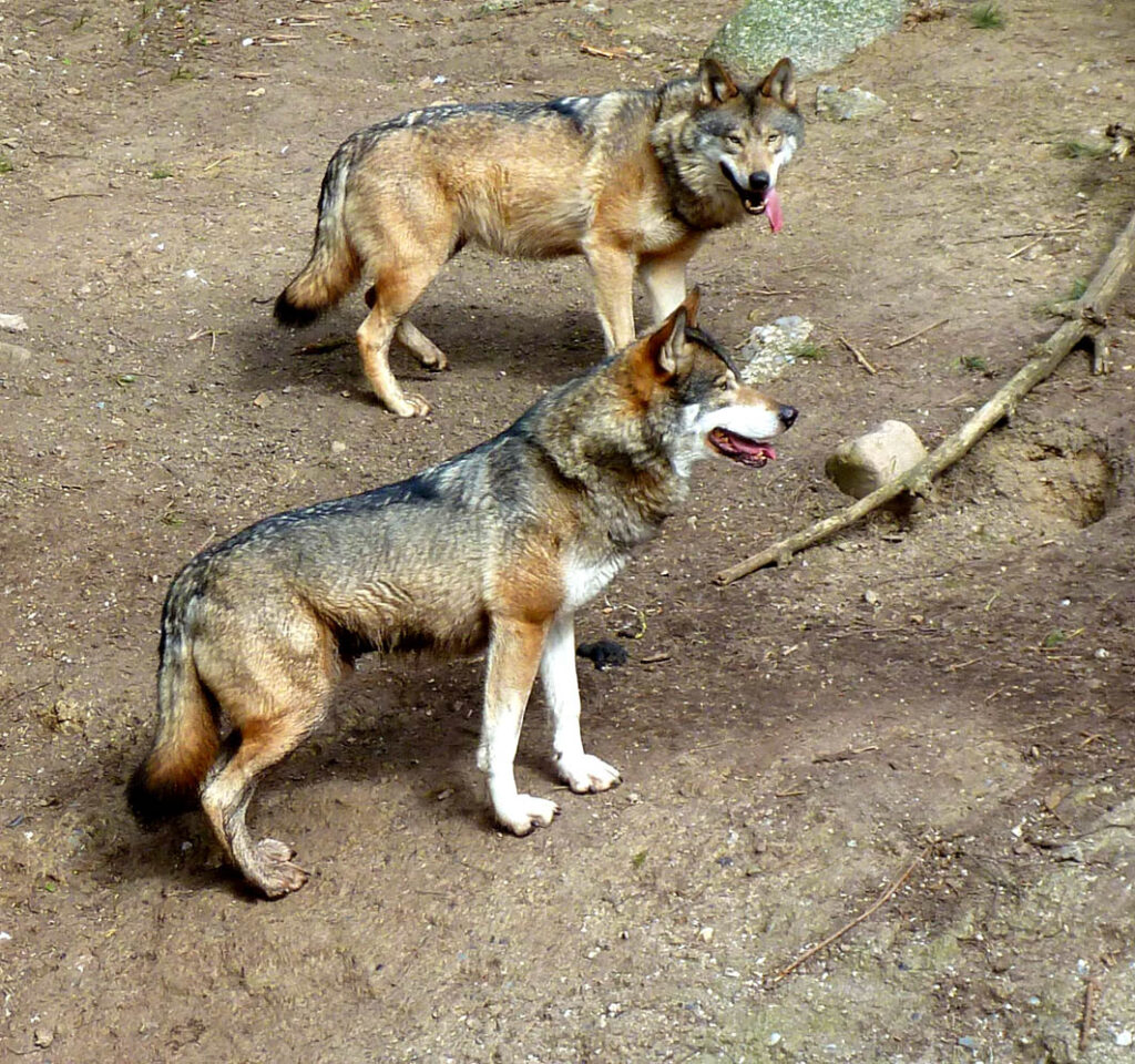 Photo of wolves
