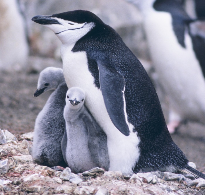 widget penguin picture
