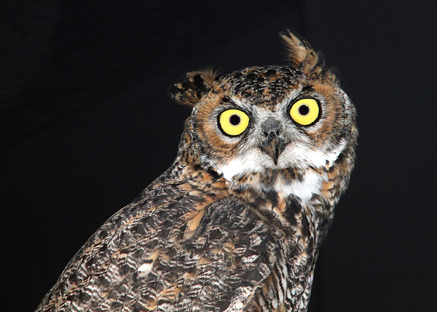 Great horned owl with eyes reflecting light