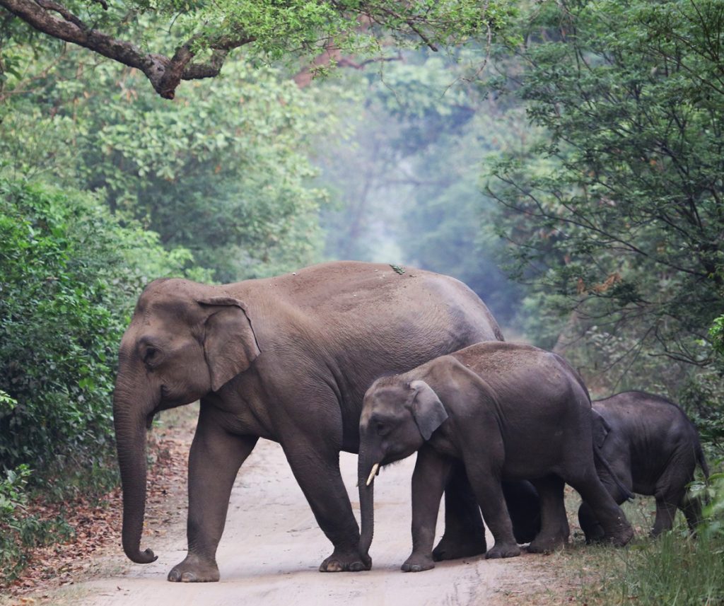 Small herd of Asian Elephants crossing a road