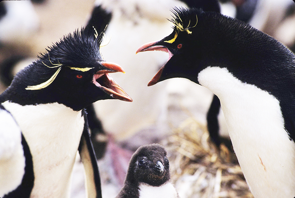 Rockhopper penguins and chick