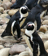 African penguins picture