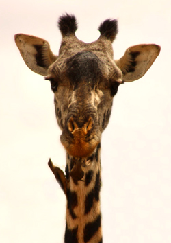 giraffe picture with bird on neck
