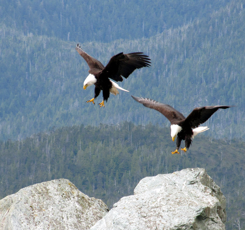 Two Bald Eagles landing on a mountain