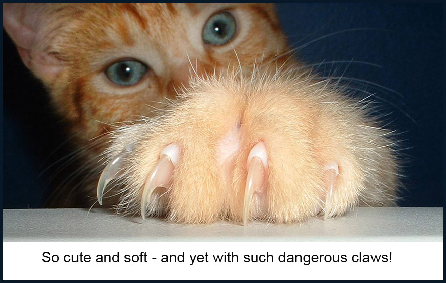 Close up photo of cat claws